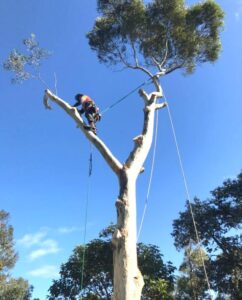 Professional arborist pruning a tree in Sydney