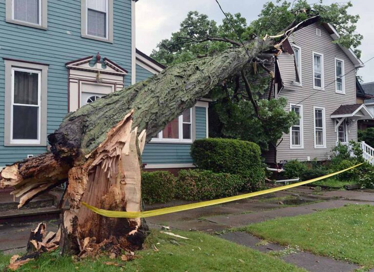 Who Is Responsible When a Neighbour’s Tree Falls on My Property?