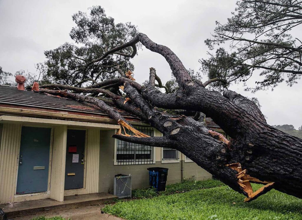 Who Is Responsible When a Neighbour’s Tree Falls on My Property?