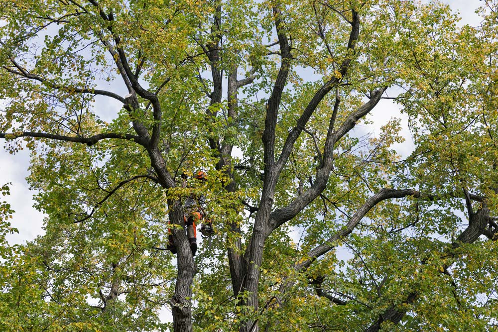 Tree Removal Melbourne VIC